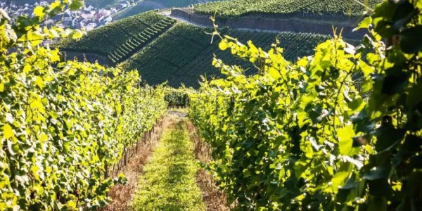 Priorat: paisatge i vi van de la mà